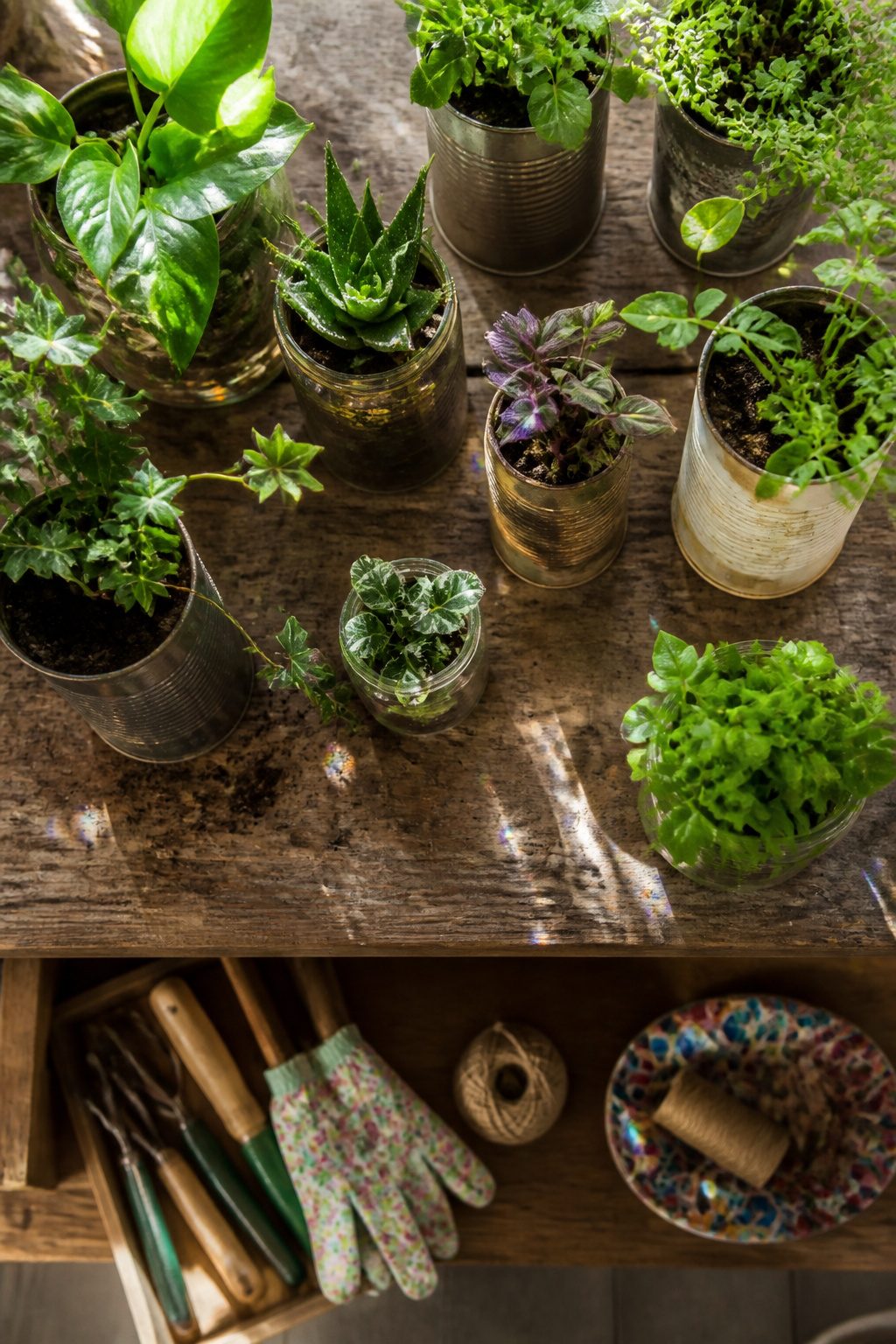 Various recycled containers repurposed as planters.